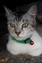 Close-up of a cat wearing a bright, handmade collar with a small bell.