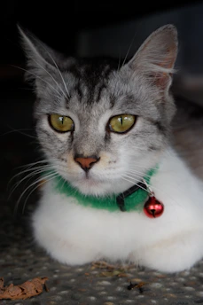 Close-up of a cat wearing a bright, handmade collar with a small bell.