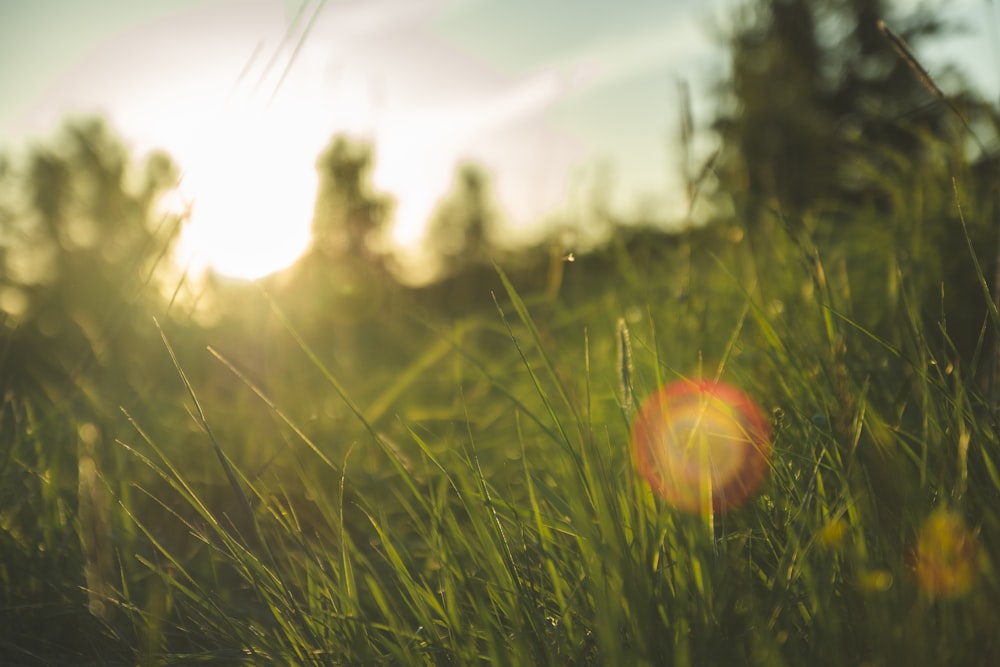 green grass field during daytime