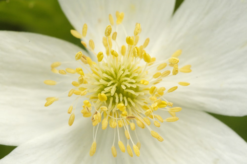 white flower in macro shot