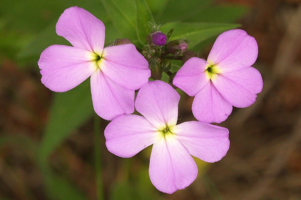 purple and white flower in macro shot