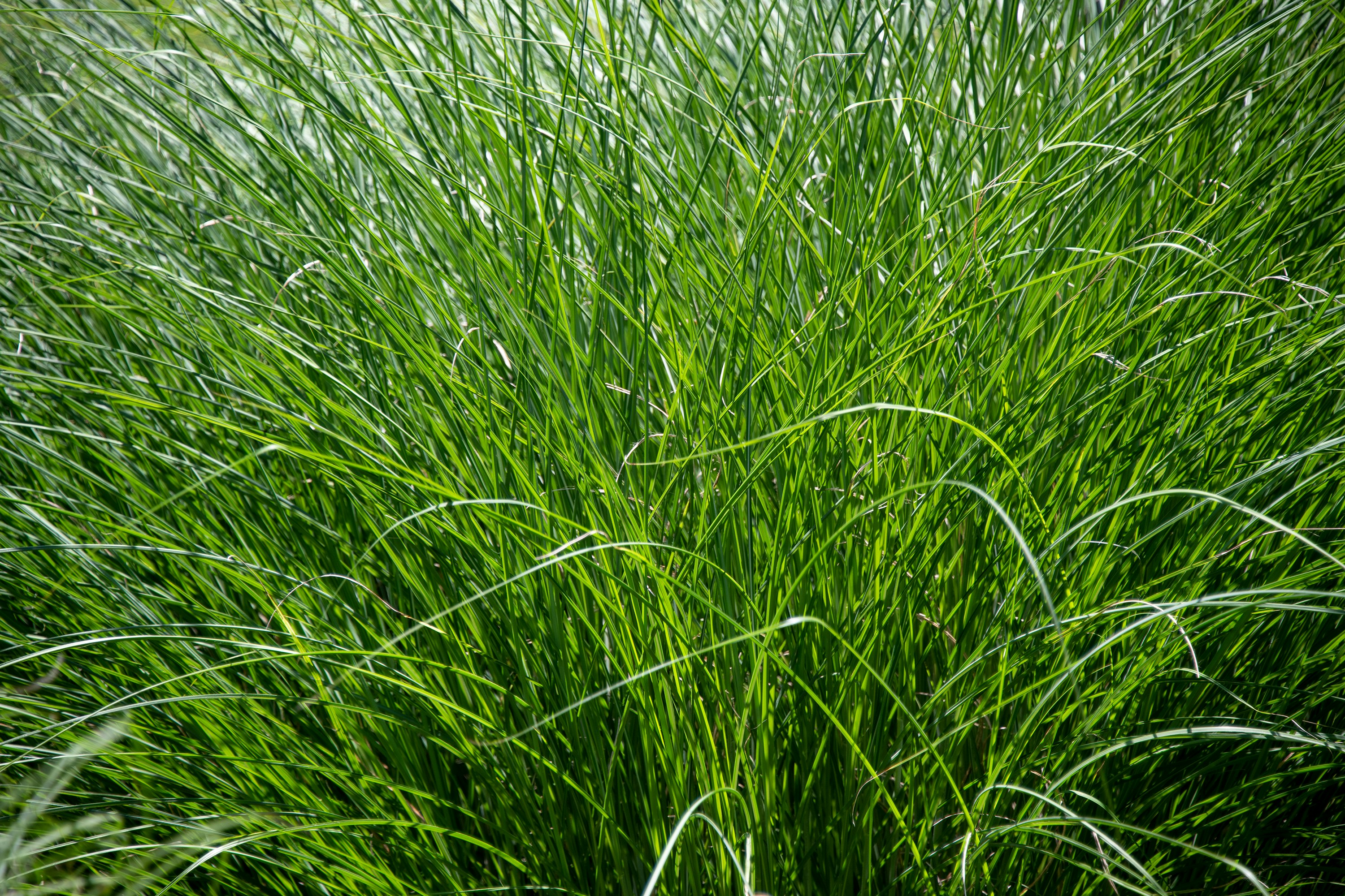 Wisps of green pampas grass catching the sunlight.