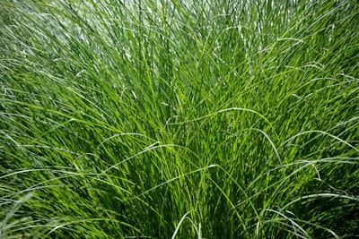 green grass field during daytime saint vincent and the grenadines zoom background