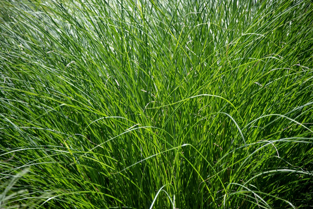 green grass field during daytime