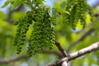 green round fruits on tree branch