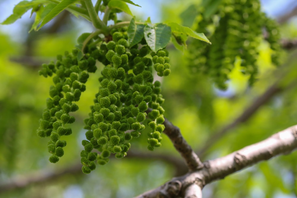 green round fruits on tree branch