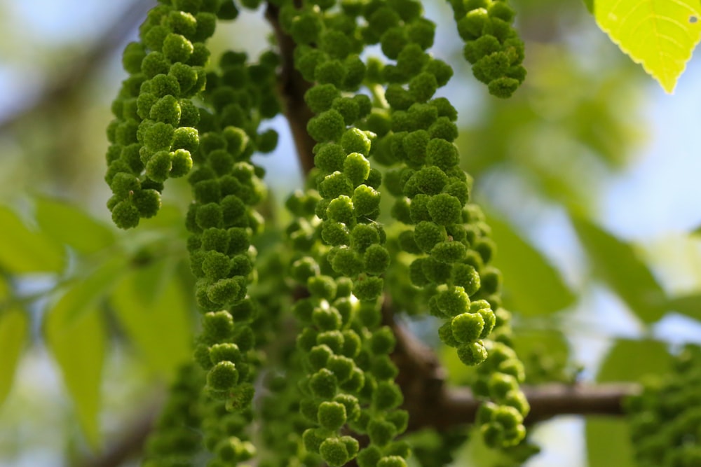 green plant in close up photography