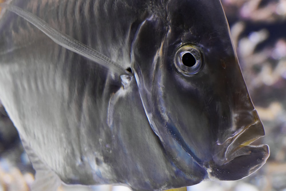 クローズアップ写真の灰色の魚
