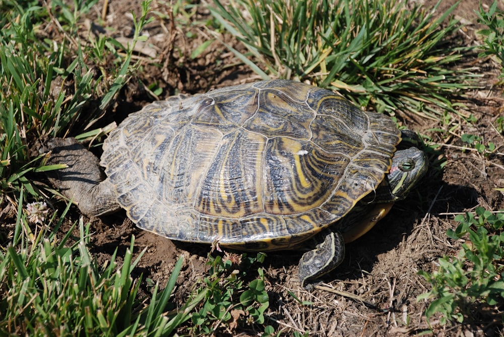 brown and black turtle on green grass during daytime