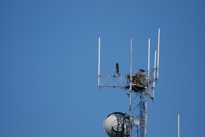 A metal communication tower with several antennas is seen against a clear blue sky. Two birds are present on the structure, with one flying near a nest built on the tower.
