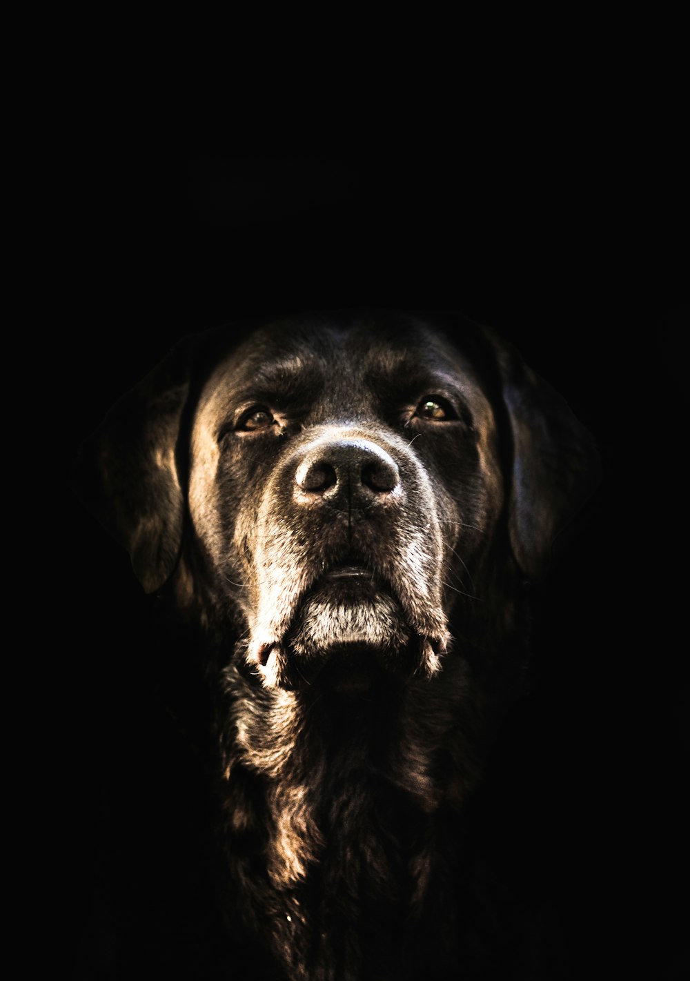 schwarzer kurzhaariger Hund mit schwarzem Hintergrund
