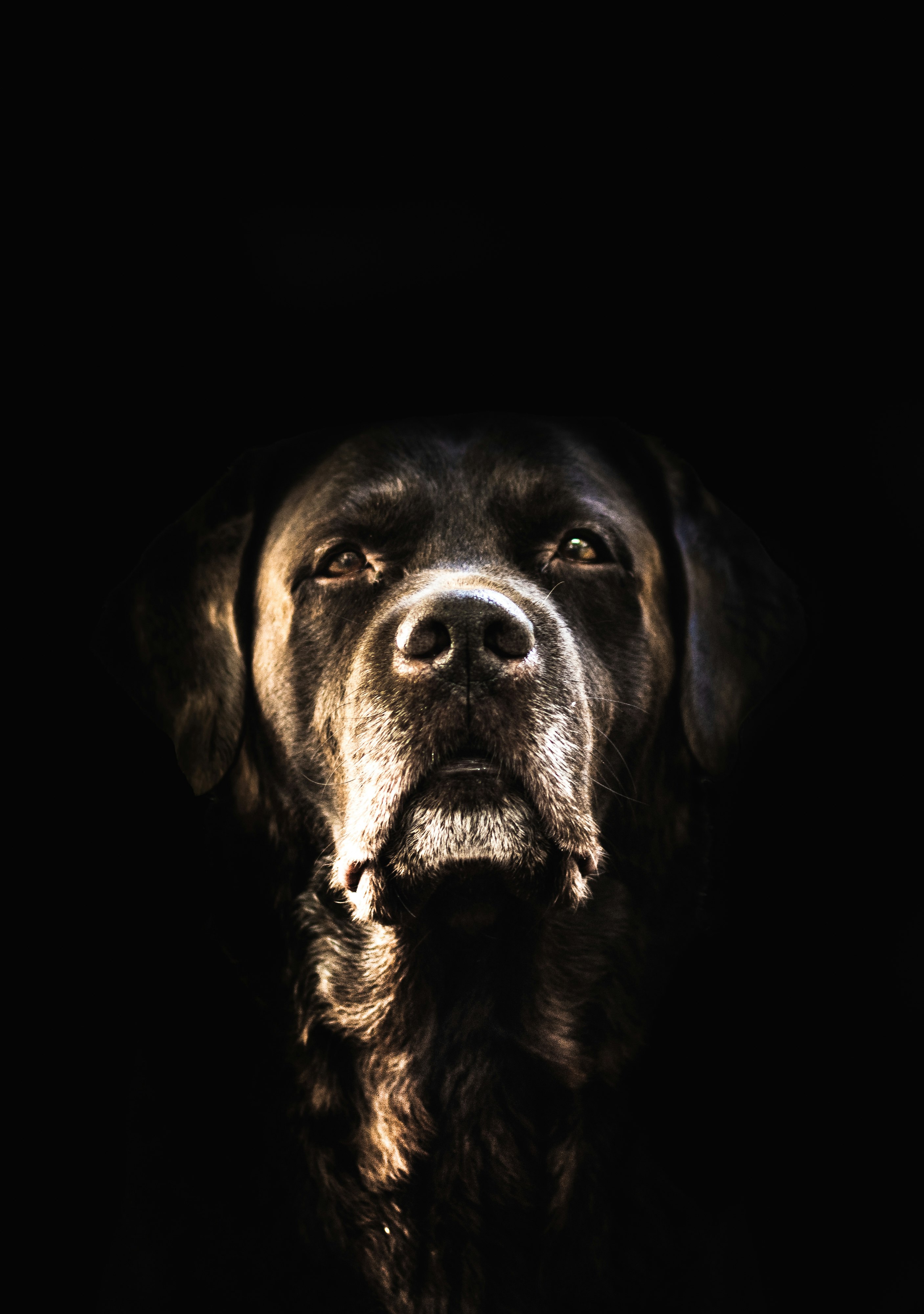 black short coated dog with black background