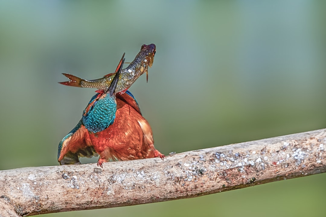 red and blue bird on brown tree branch