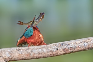 red and blue bird on brown tree branch