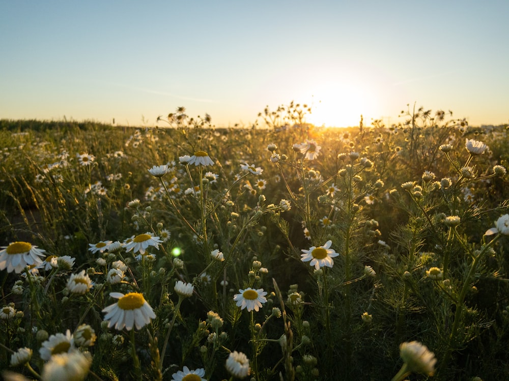 white flowers on green grass field during sunset