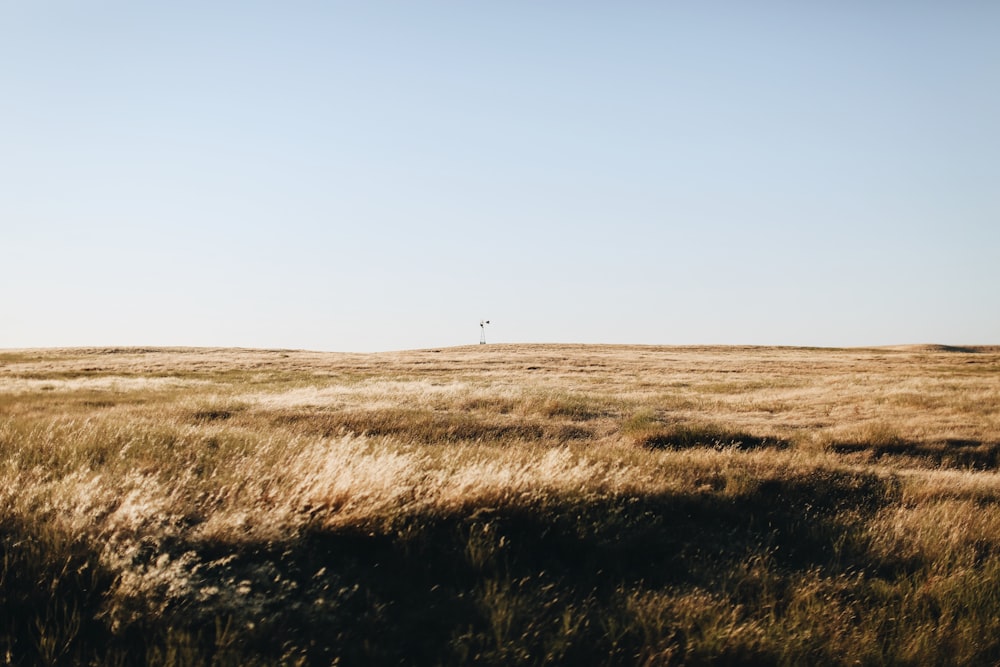 campo di erba marrone sotto il cielo blu durante il giorno