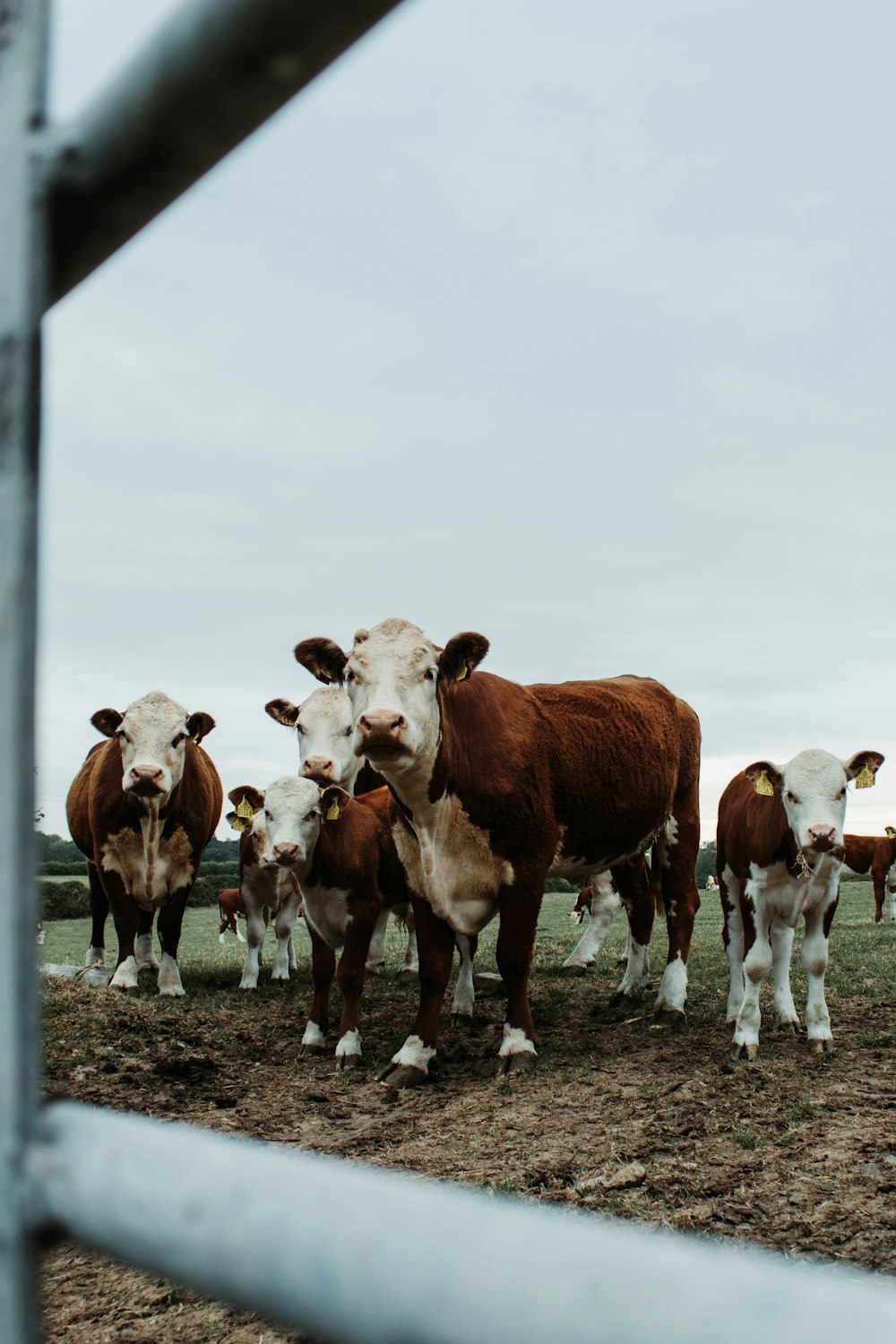 brown and white cow on field during daytime