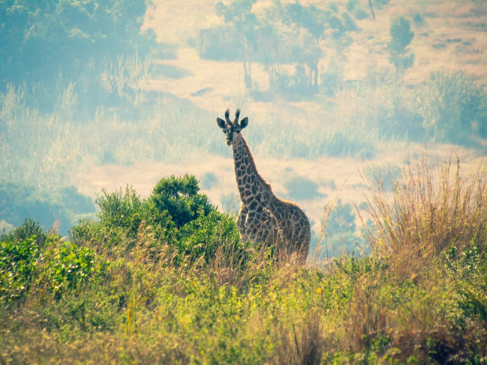 giraffe standing on green grass field during daytime