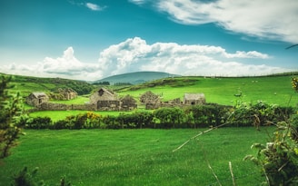 green grass field under blue sky during daytime