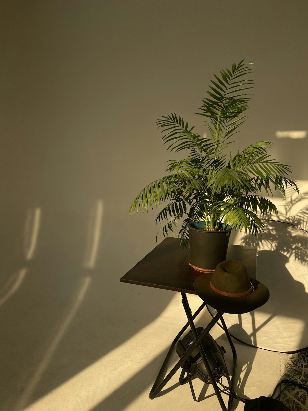 green palm plant on brown wooden table