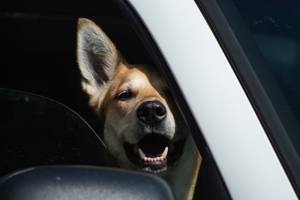 brown short coated dog in car