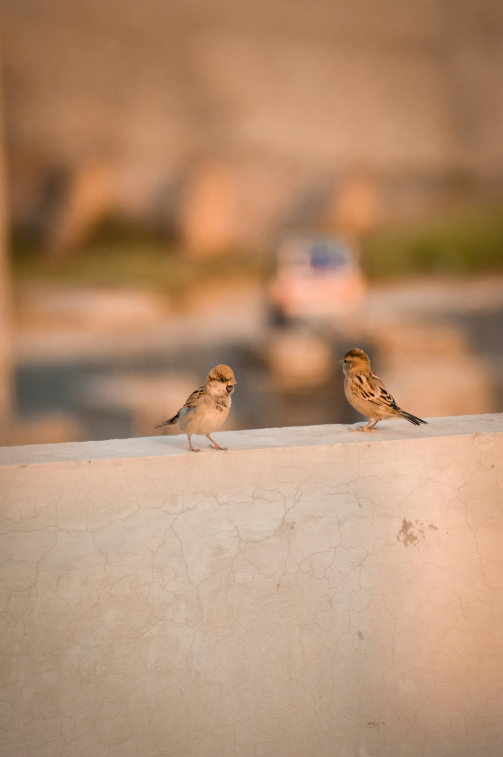 brown and white bird on white concrete wall during daytime