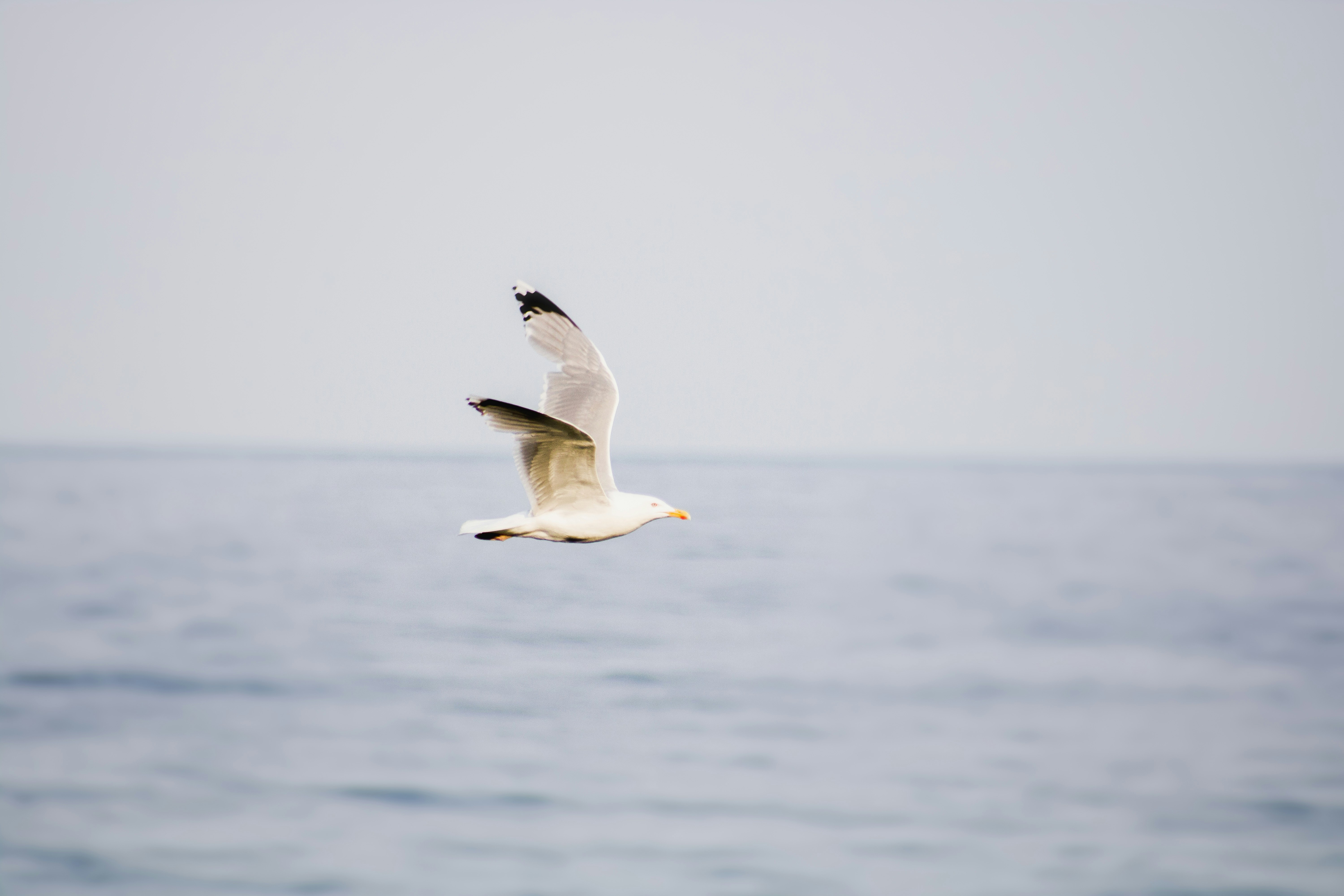 Photo by anton_ahlberg101