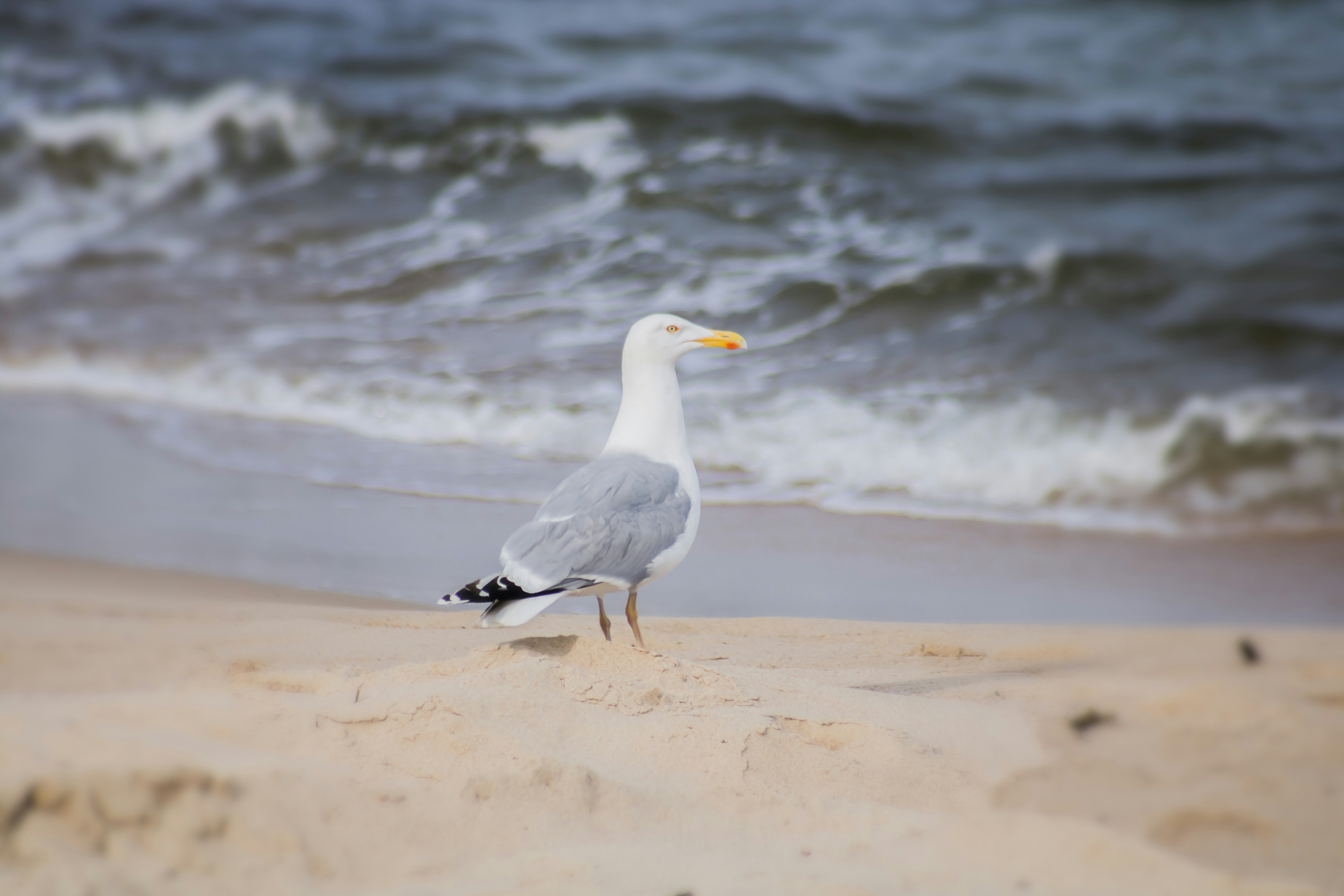 Photo by anton_ahlberg101