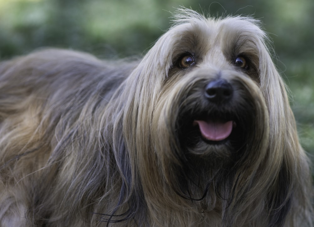 brown and black long coated small dog