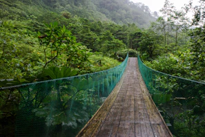 Travelers crossing a suspension bridge surrounded by dense tropical forest