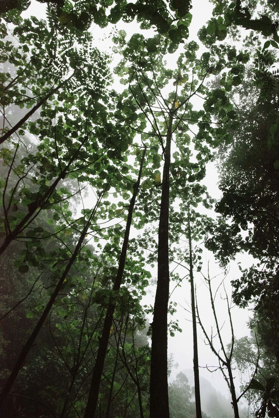 photo of Alajuela Province Forest near Volcán Poás National Park