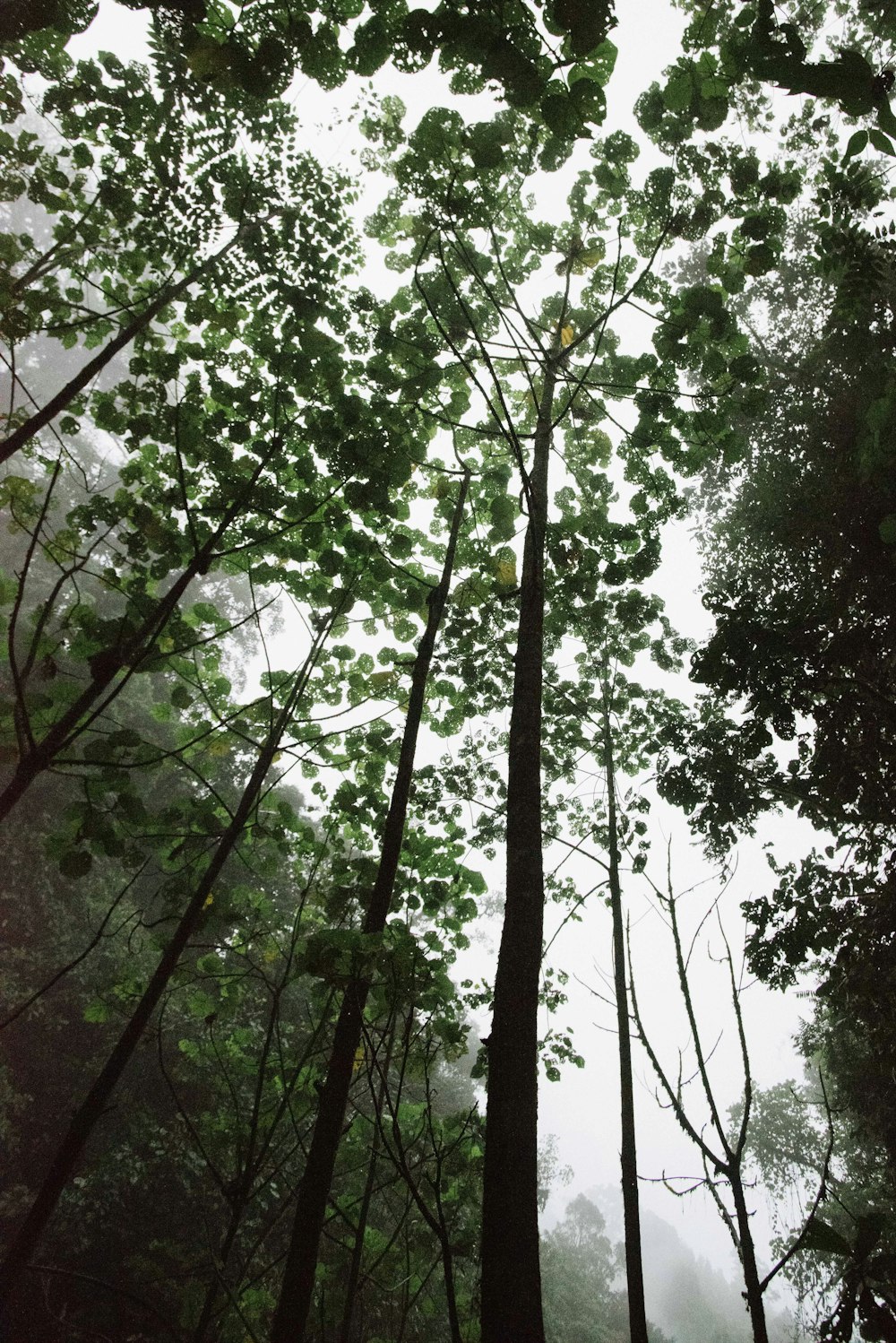 arbres verts sous le ciel blanc pendant la journée