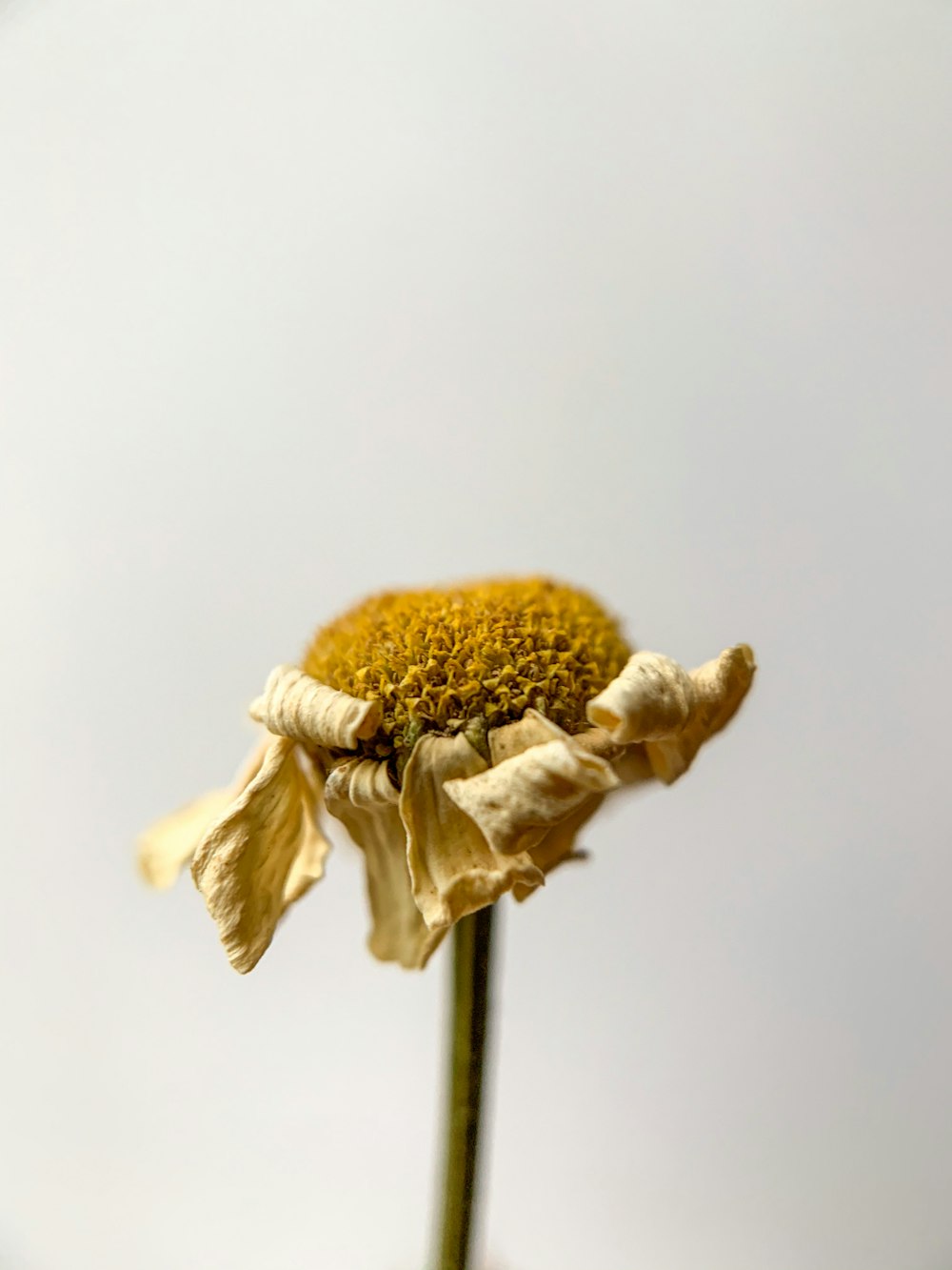 white flower in tilt shift lens