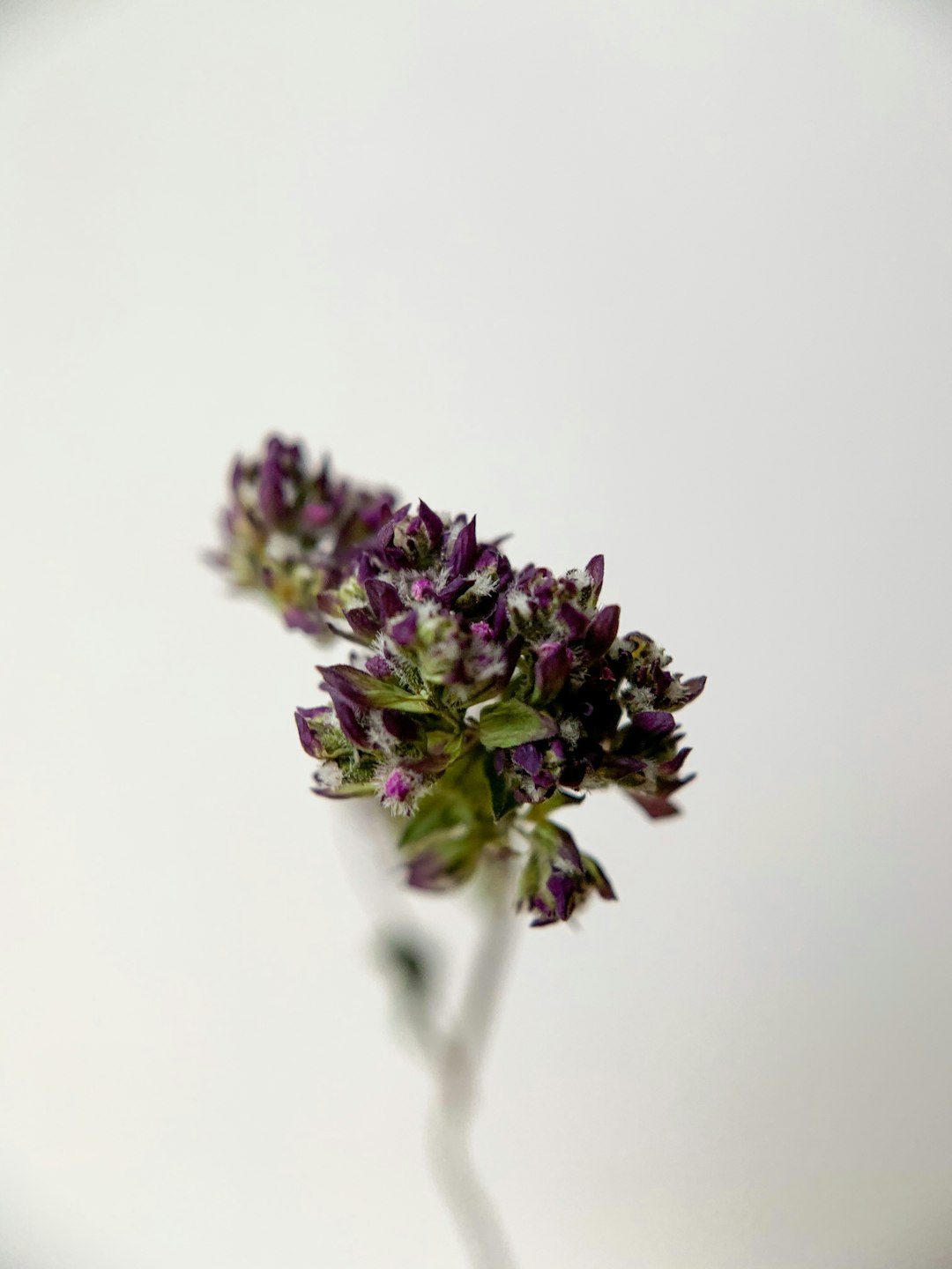 purple flower in white background