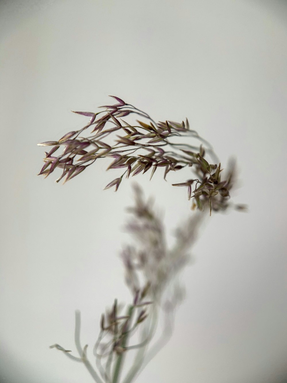 white flowers on white surface