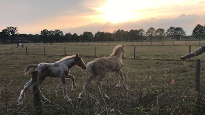 A group of yearling horses running freely across an open field at golden hour.