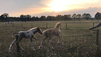 A group of yearling horses running freely across an open field at golden hour.