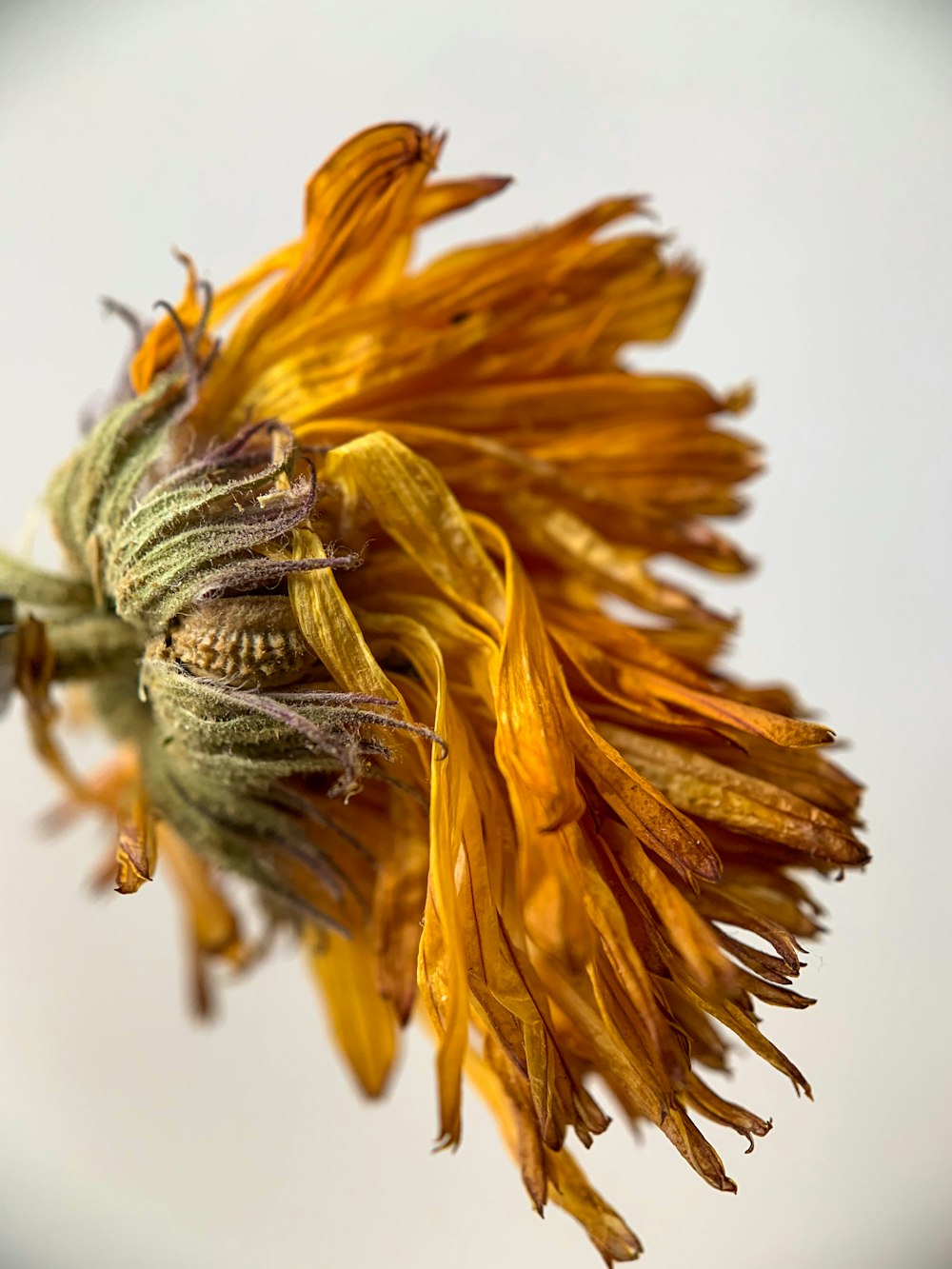 yellow and green flower in close up photography