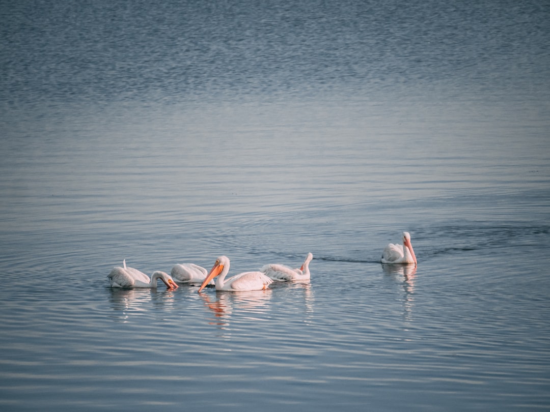 five white swans on water during daytime
