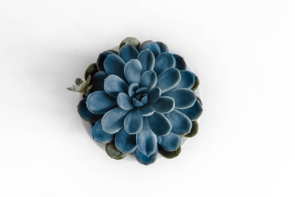 blaue Blume auf weißer Oberfläche