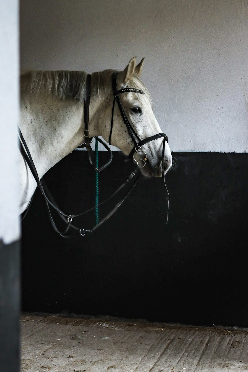 white horse on black surface