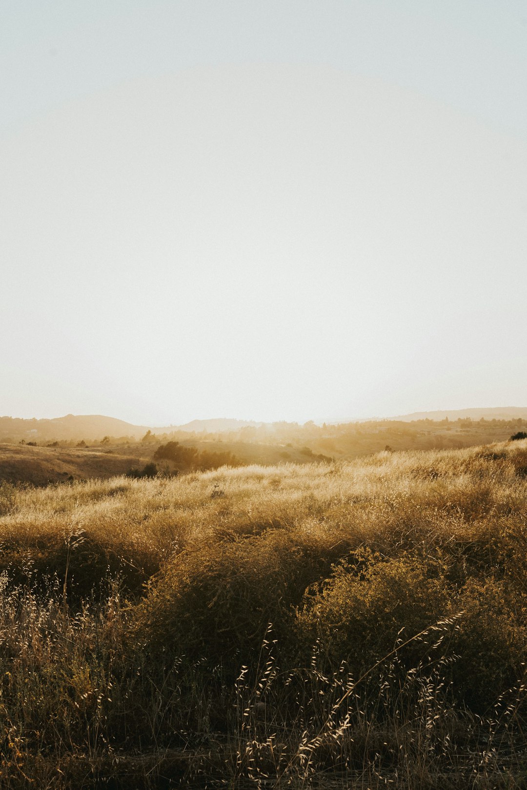 brown grass field under white sky during daytime