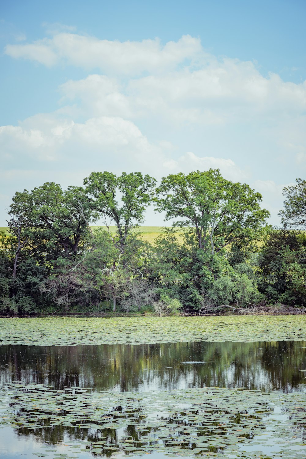 green trees beside river during daytime