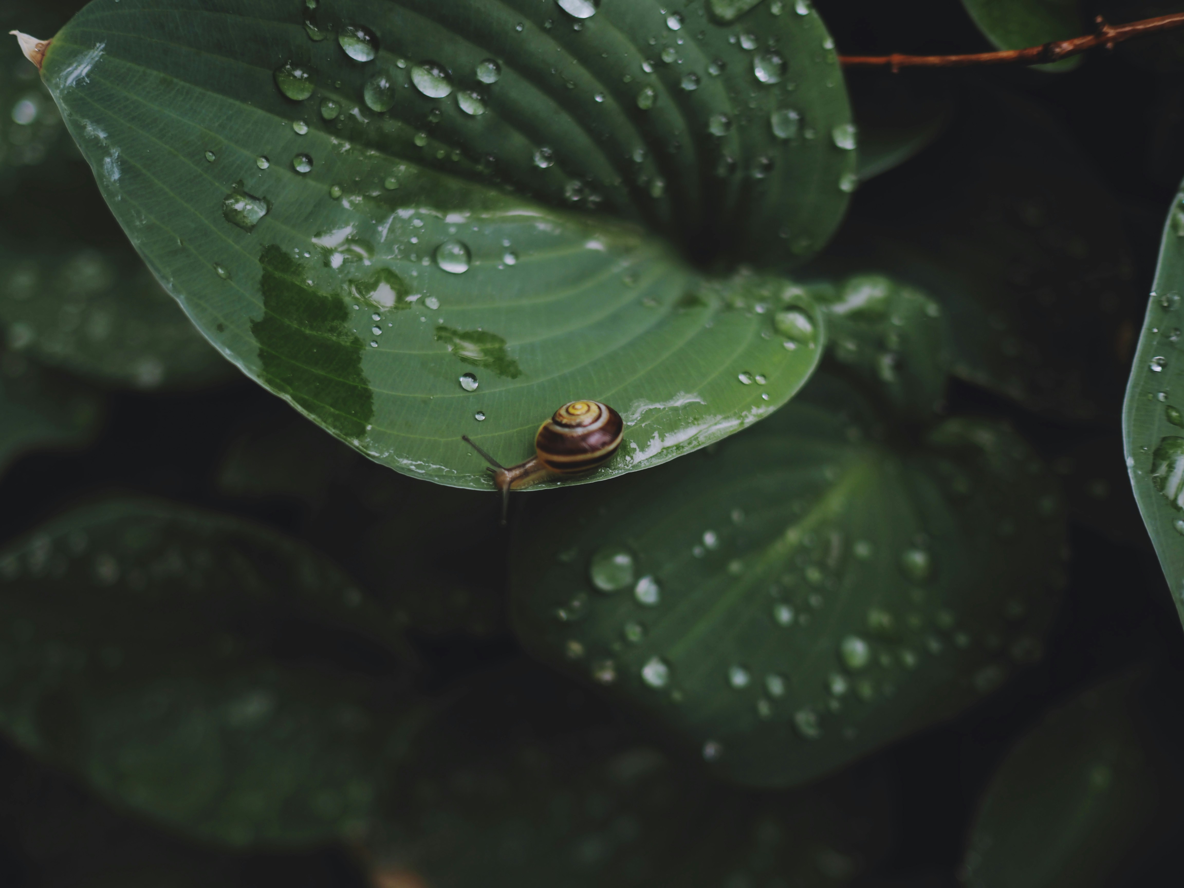 green leaf with water droplets