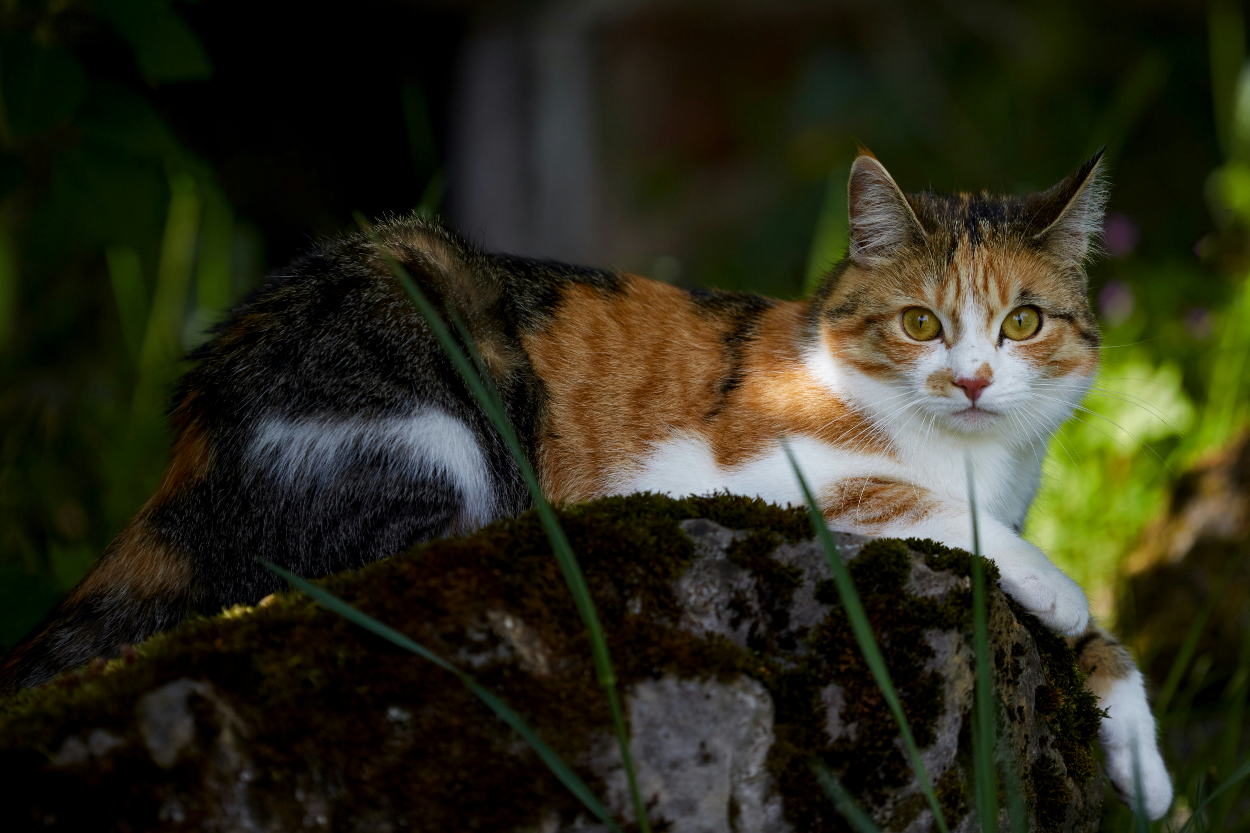 brown white and black cat on brown rock