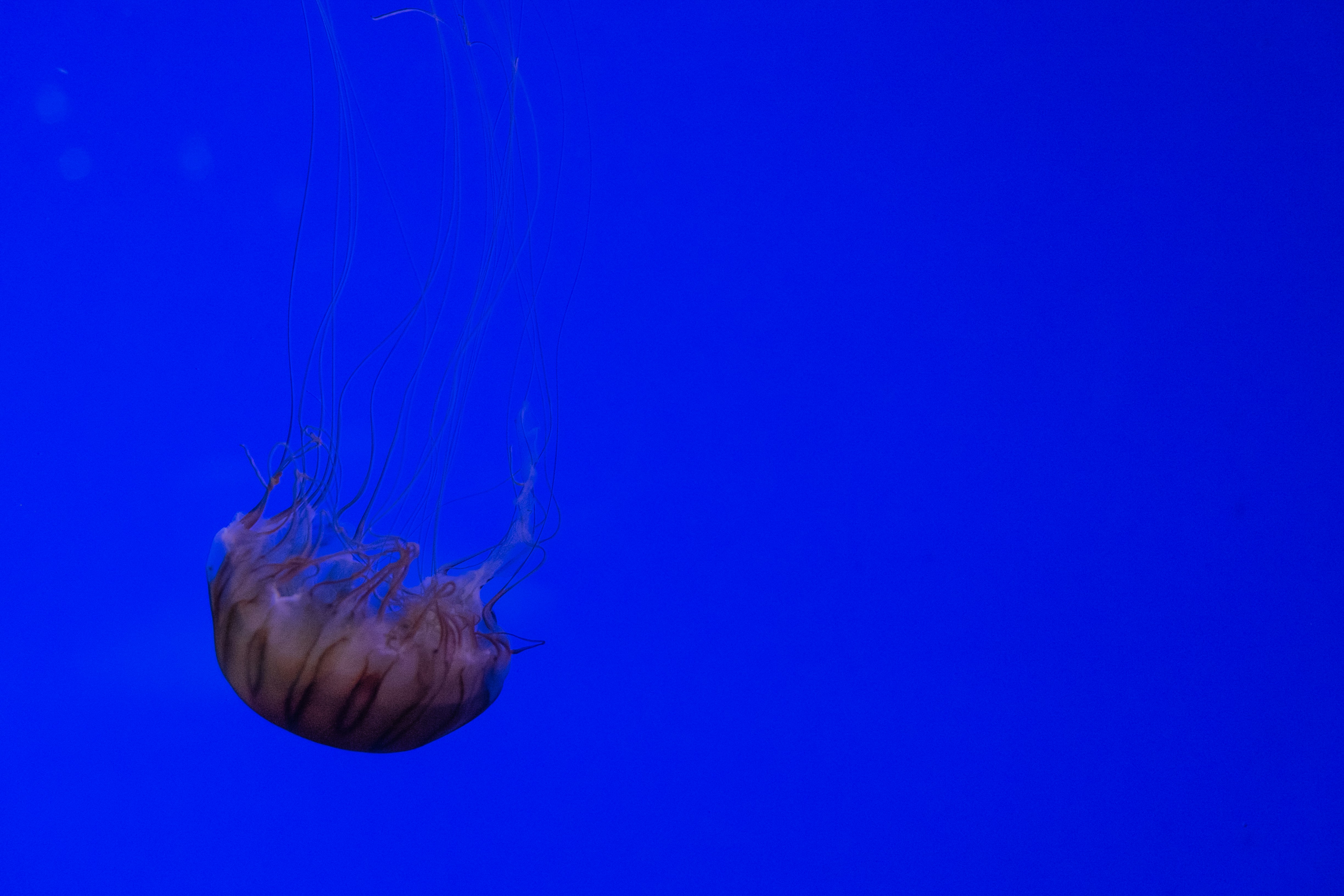 Photo by pierrejarry