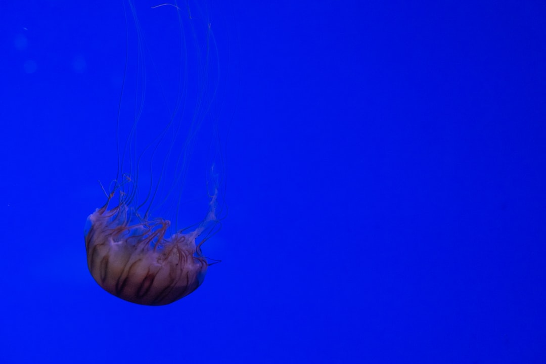 travelers stories about Underwater in Aquarium La Rochelle, France