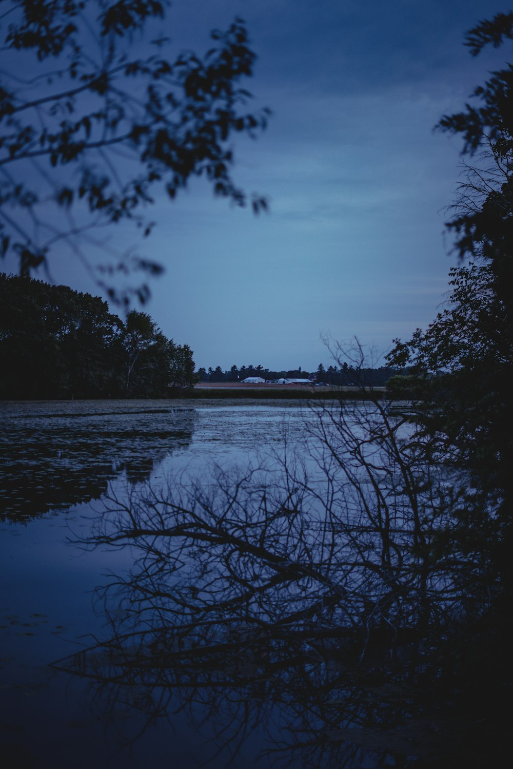 silhouette of trees near body of water during sunset