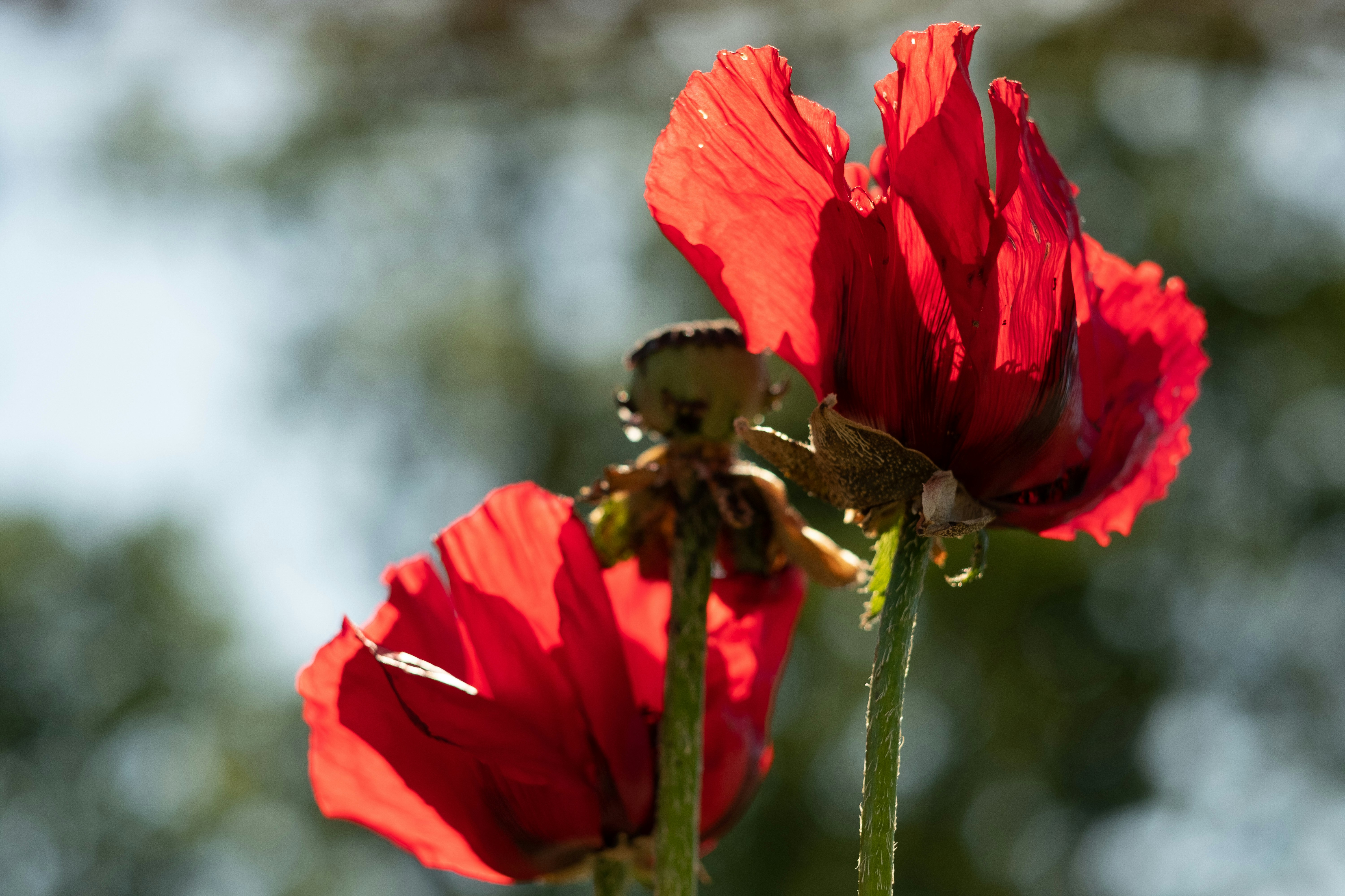 Photo by victoriapriessnitz