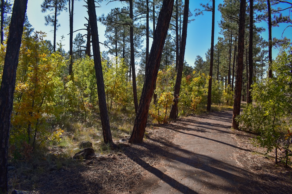 brown pathway between green trees during daytime